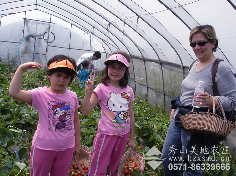 图1：杭州最大农场秀山美地 草莓采摘