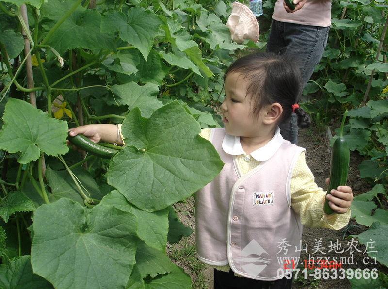 图1：小朋友在农庄采摘水果黄瓜