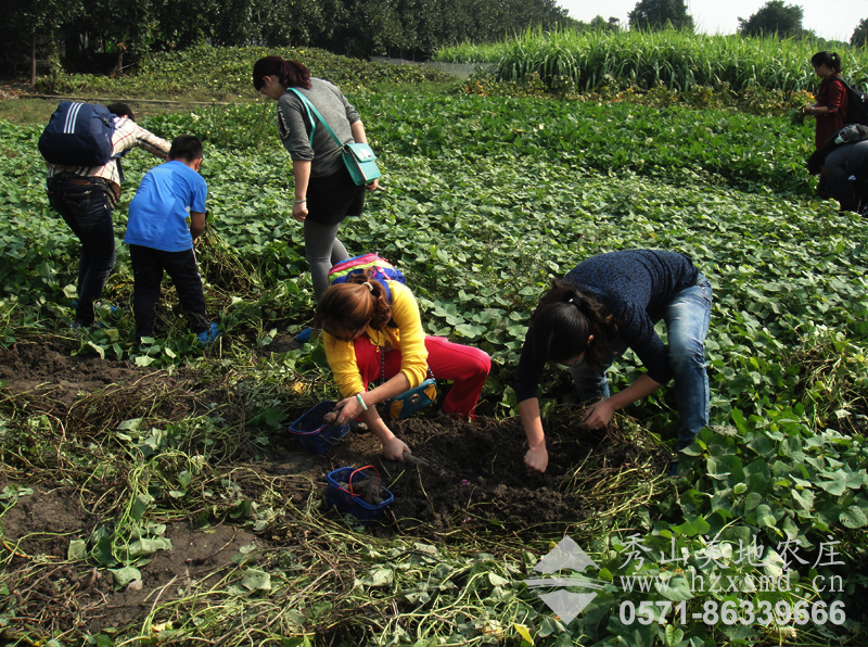 图1：杭州秀山美地农场 挖番薯