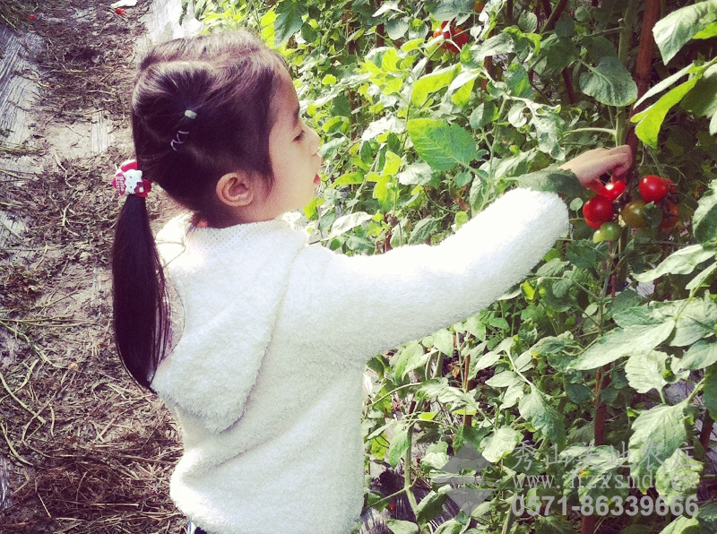 图1：秀山美地农庄 采摘樱桃番茄