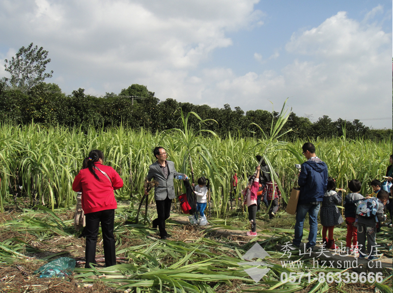 图1：杭州秀山美地农场采摘甘蔗 幼儿园亲子采摘活动