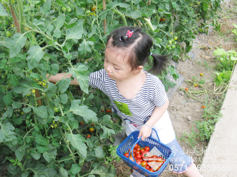 小游客在采摘樱桃番茄