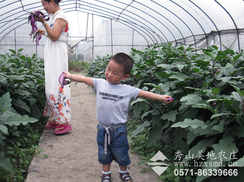 图1：杭州秀山美地农庄 采摘茄子