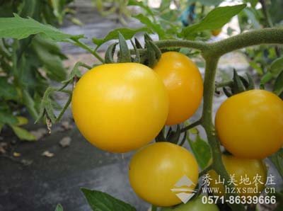 农庄黄色番茄