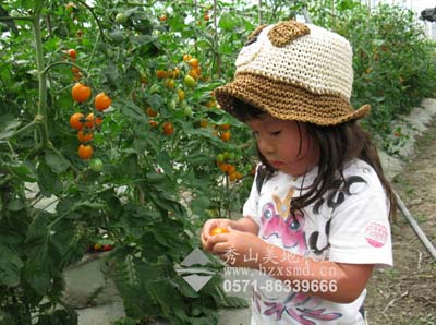 农庄采摘小番茄