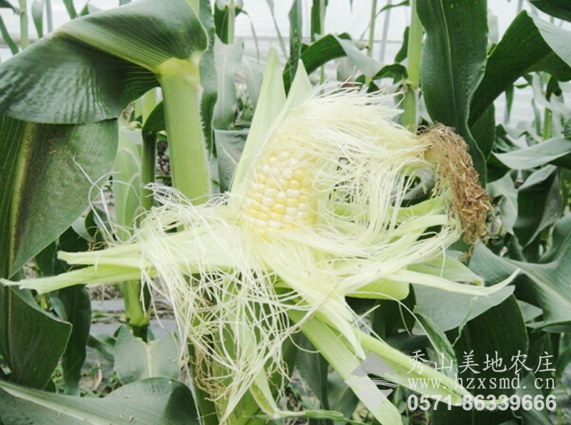图1：秀山美地农场 水果玉米