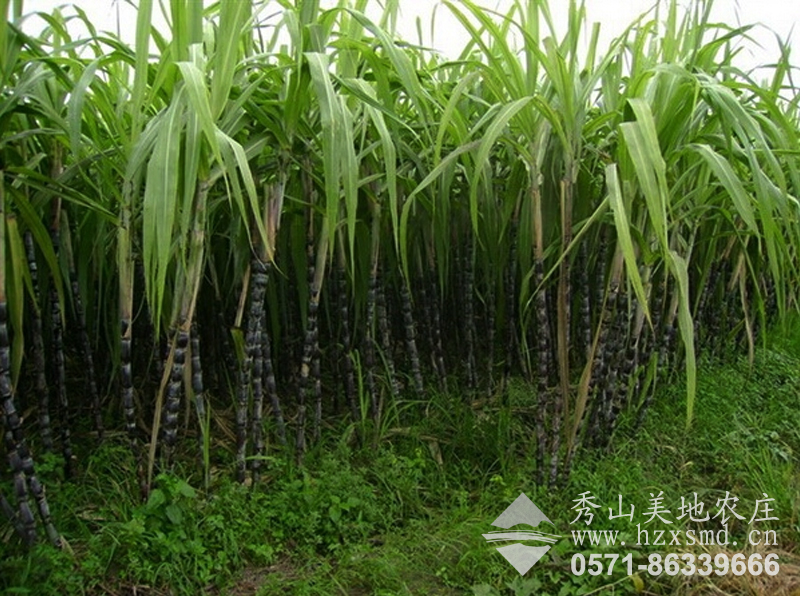 图1：秀山美地农场 甘蔗