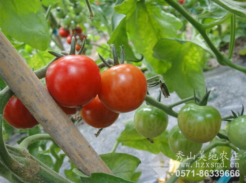 图1：秀山美地农场 番茄