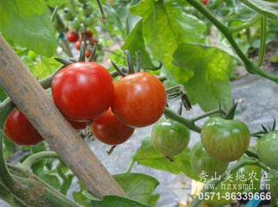 农庄番茄