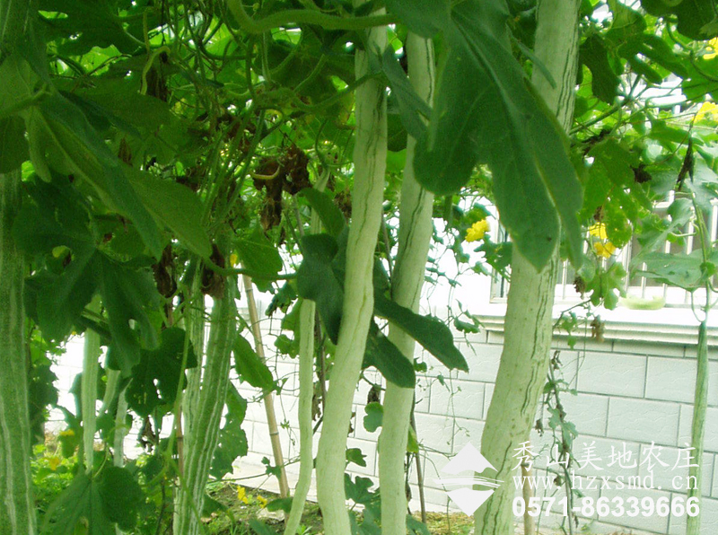 图2：夏日蔬菜季 提上菜篮来秀山美地采摘蔬菜吧！