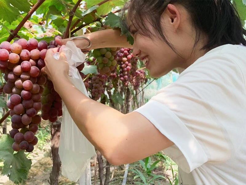农庄团建项目――采摘葡萄